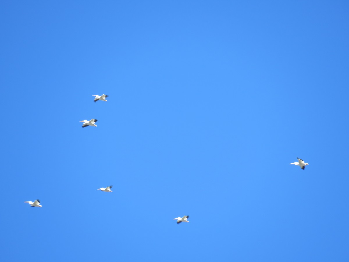 American White Pelican - ML38041701