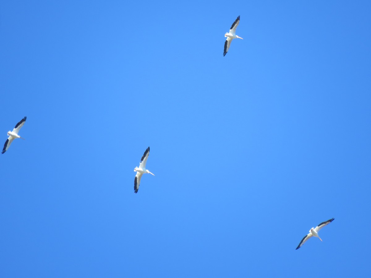 American White Pelican - ML38041711