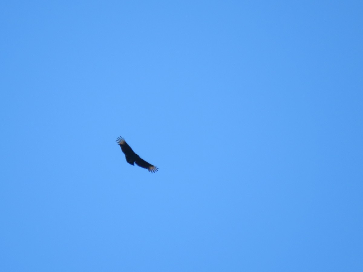 Black Vulture - ML38041761