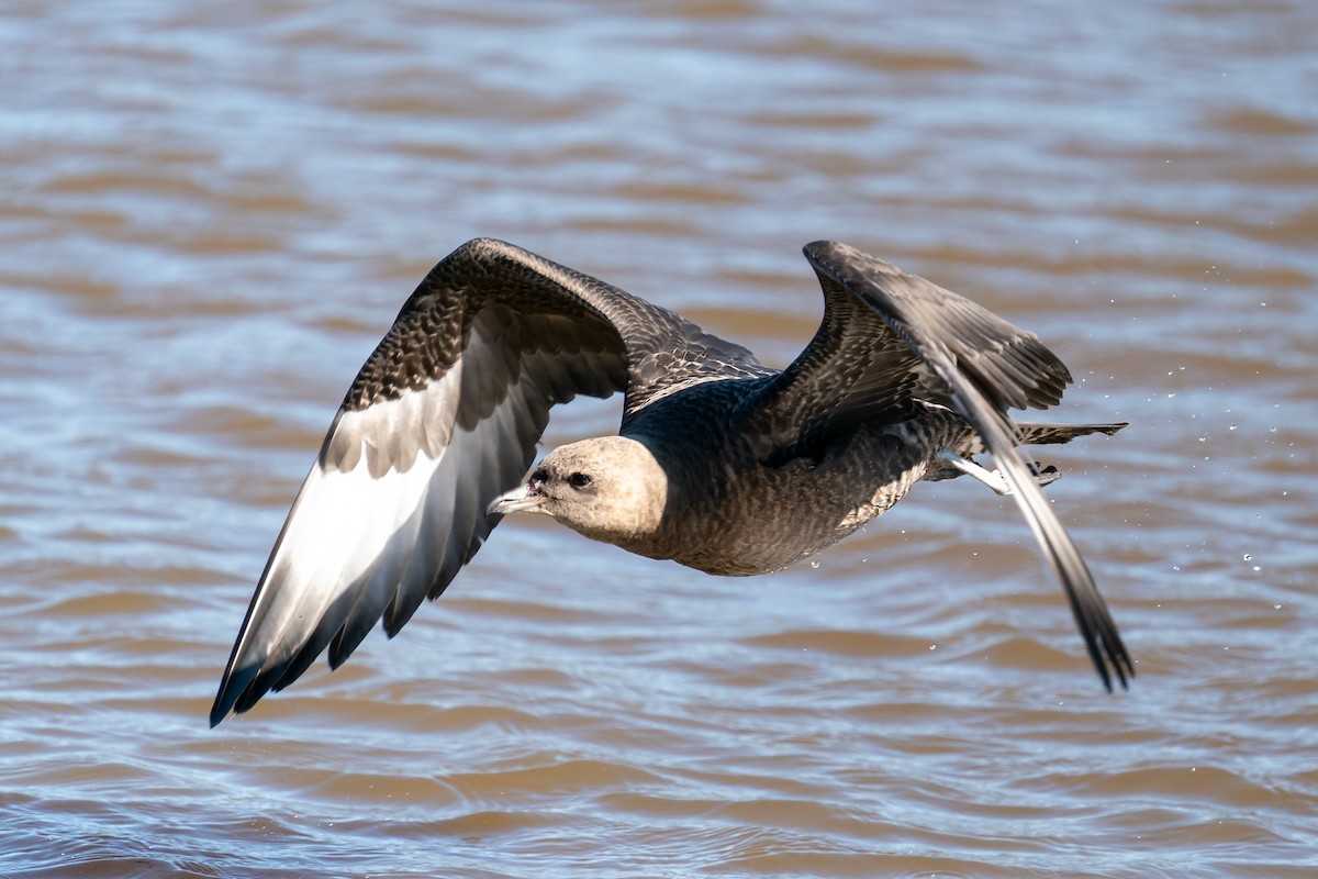 Pomarine Jaeger - ML380417961