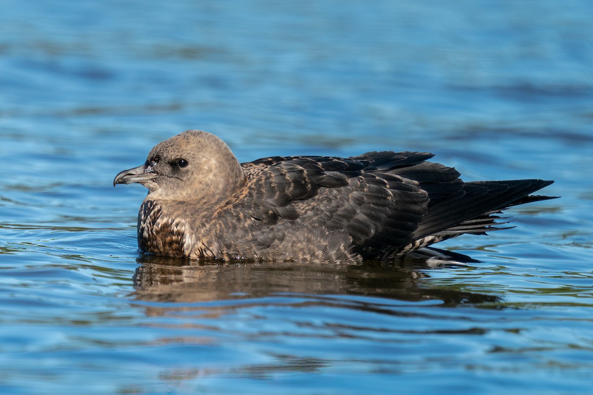 Pomarine Jaeger - ML380419411