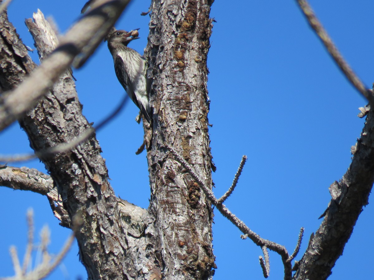 Red-headed Woodpecker - ML38041951