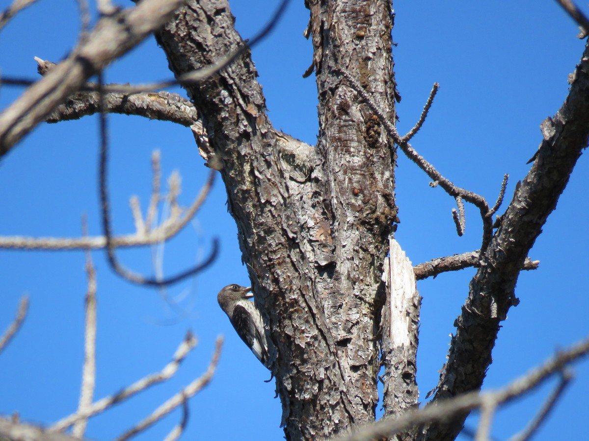 Red-headed Woodpecker - ML38041961