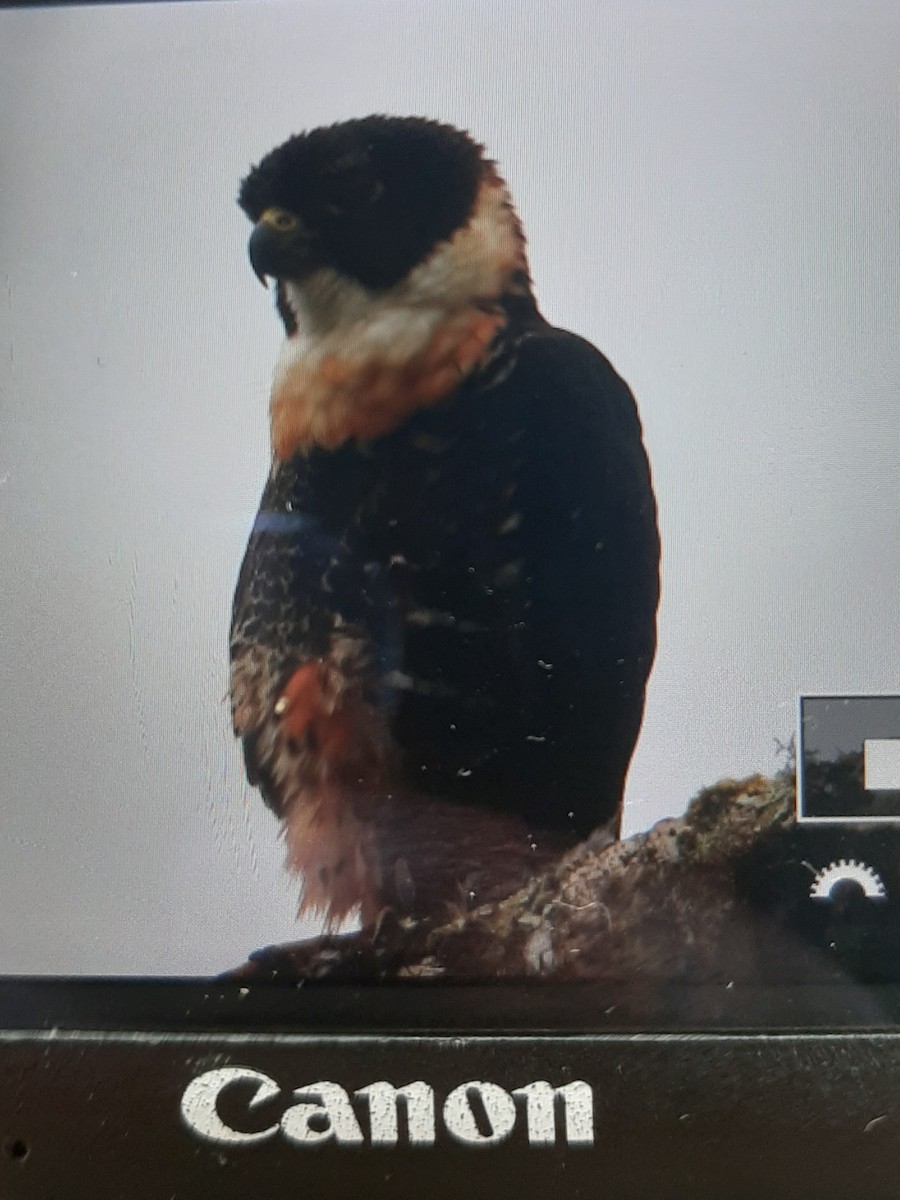 Orange-breasted Falcon - Tomas Llancay Levita