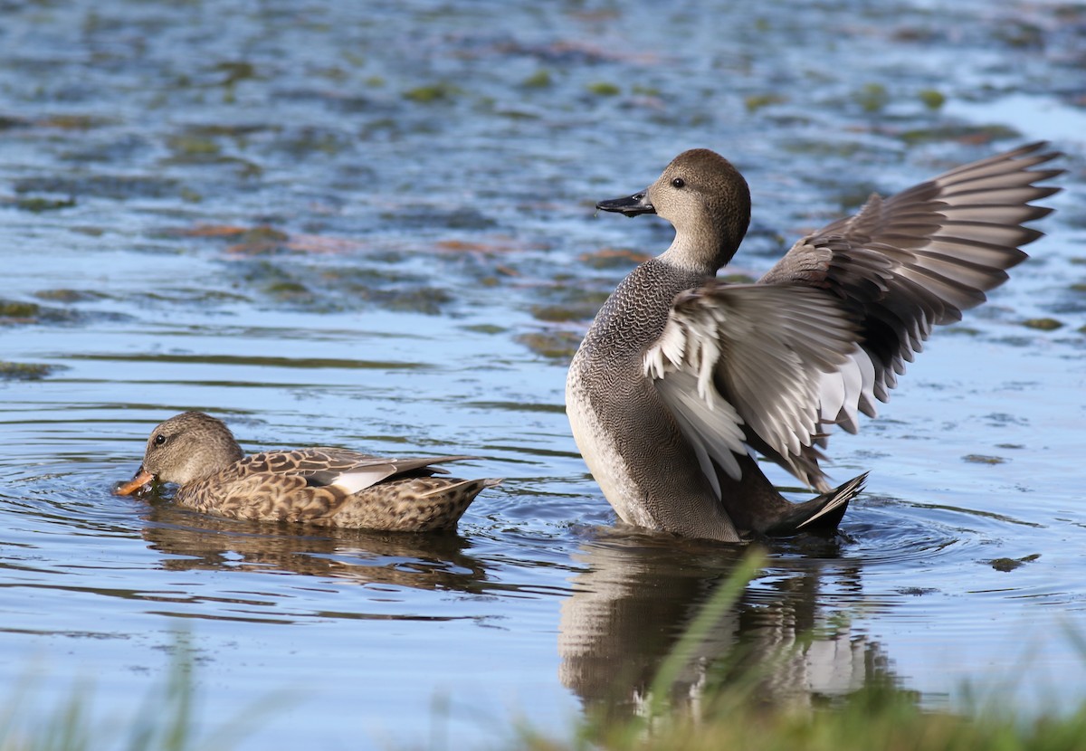 Gadwall - ML380420451