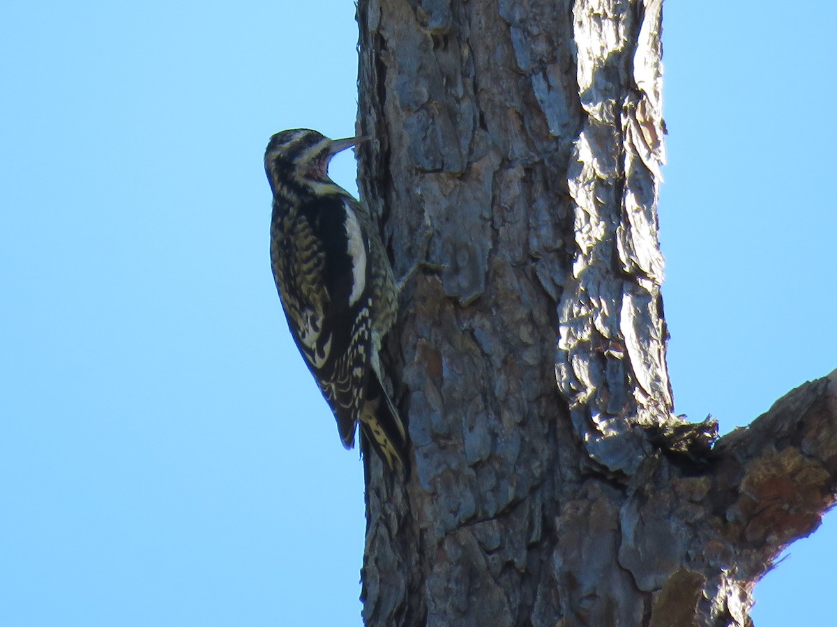 Yellow-bellied Sapsucker - ML38042101