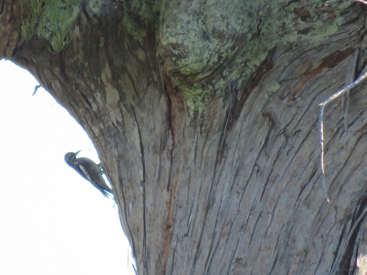 Yellow-bellied Sapsucker - ML38042111