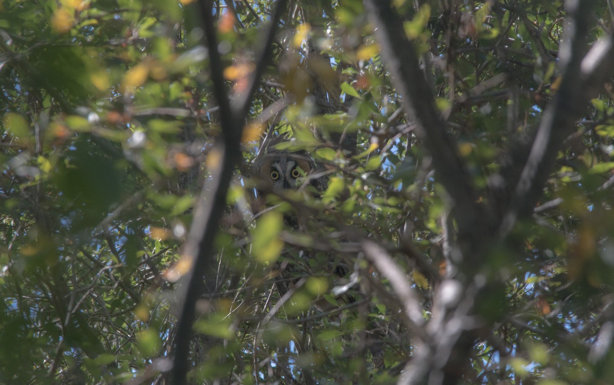 Long-eared Owl - ML380421251