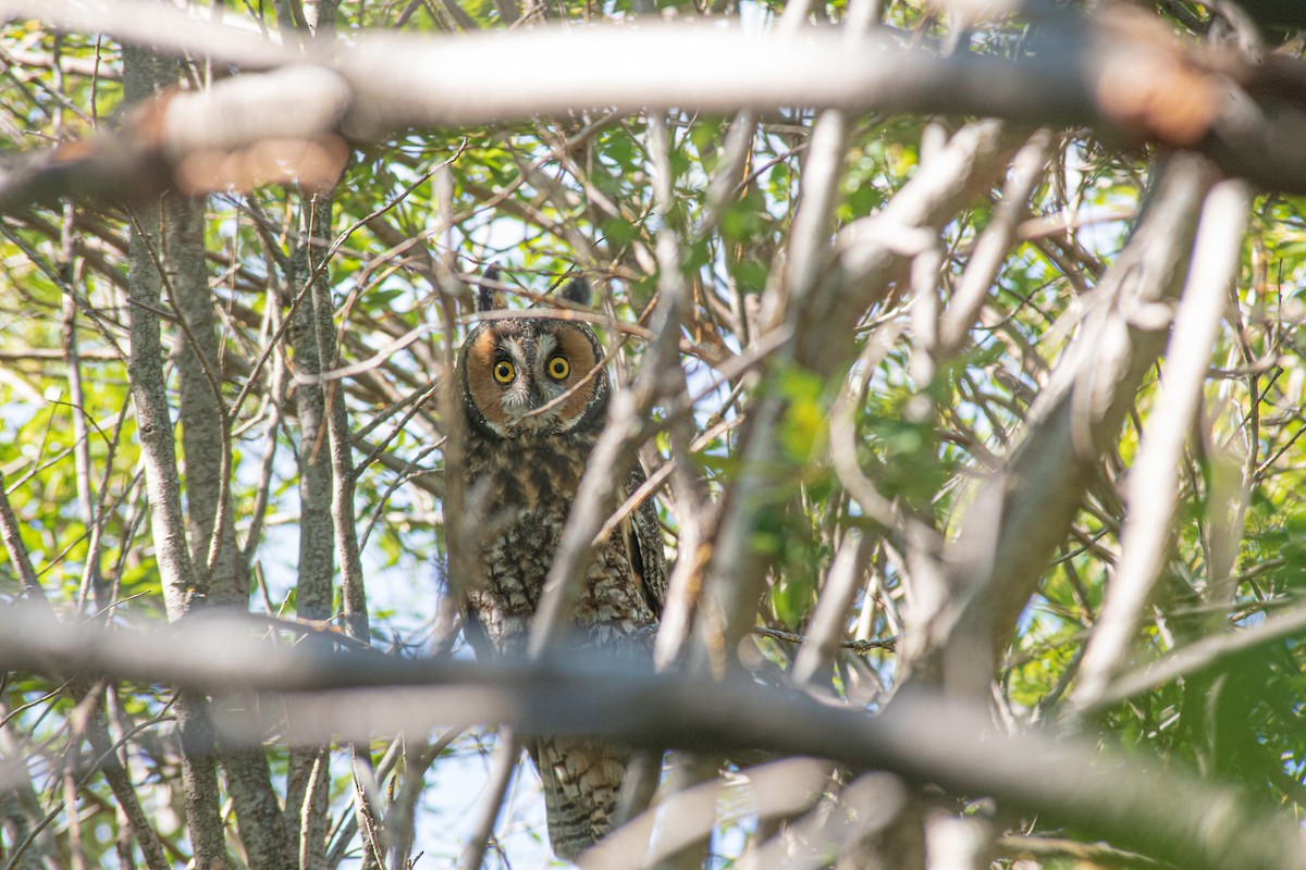 Long-eared Owl - ML380421411