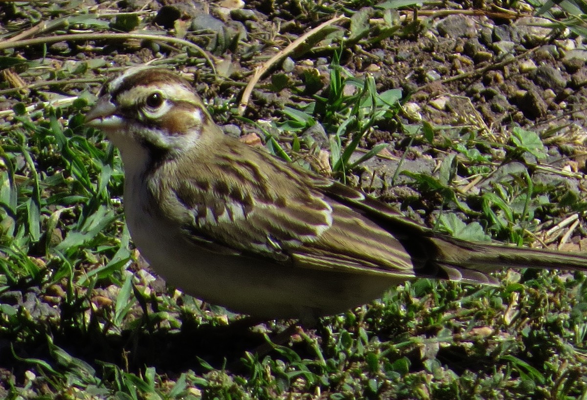 Bruant à joues marron - ML38042161