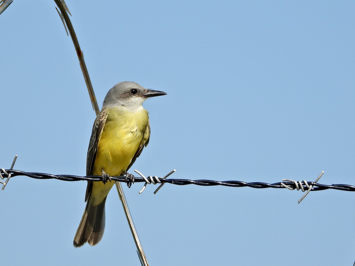 Tropical Kingbird - Mel C