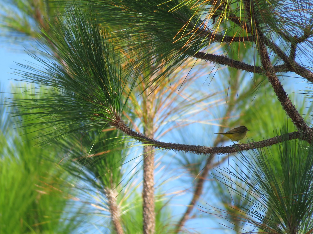 Palm Warbler - ML38042621