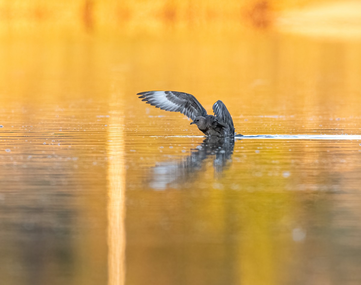 Pomarine Jaeger - ML380426361