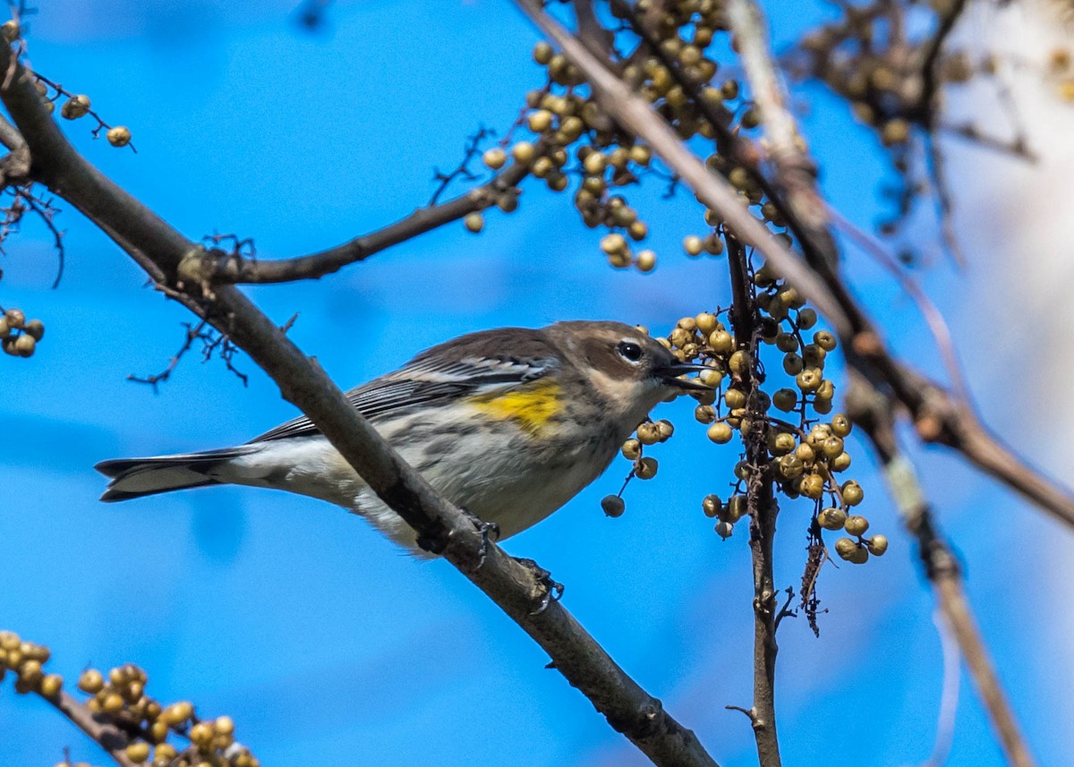 Yellow-rumped Warbler - ML380426931