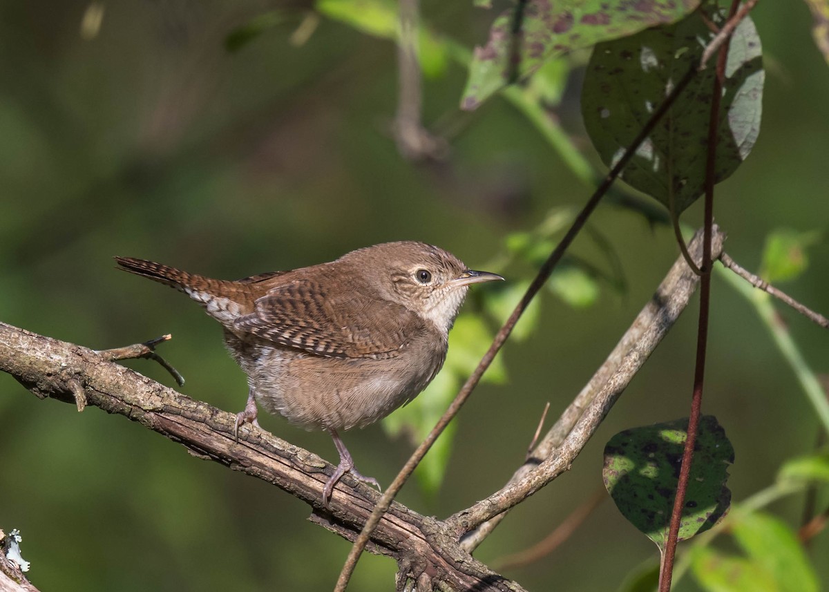 House Wren - ML380426961