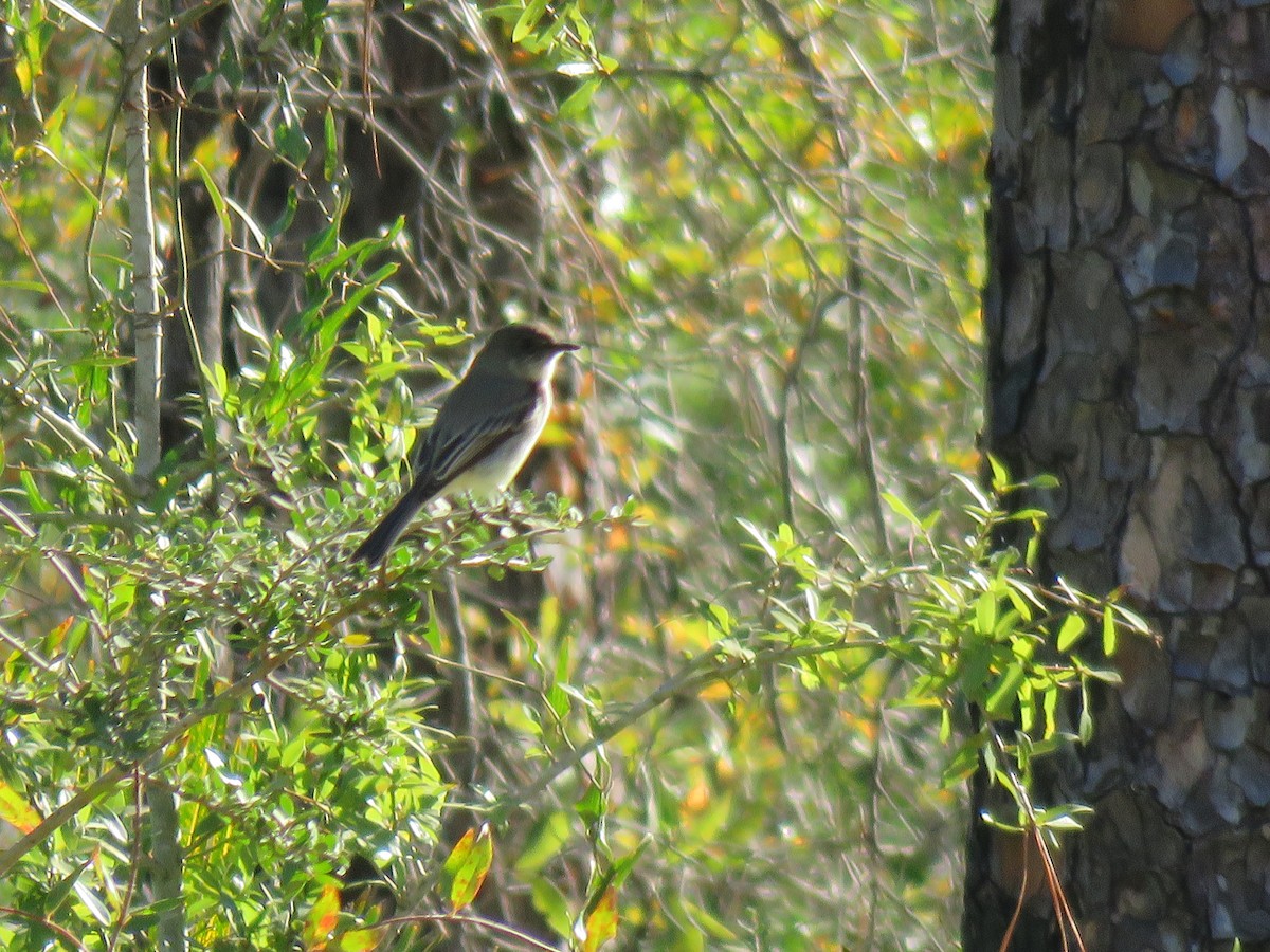 Eastern Phoebe - ML38042721