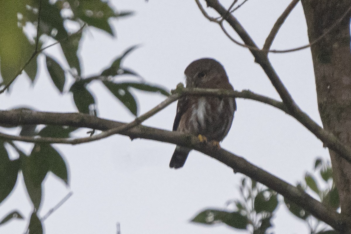 Least Pygmy-Owl - ML380428201