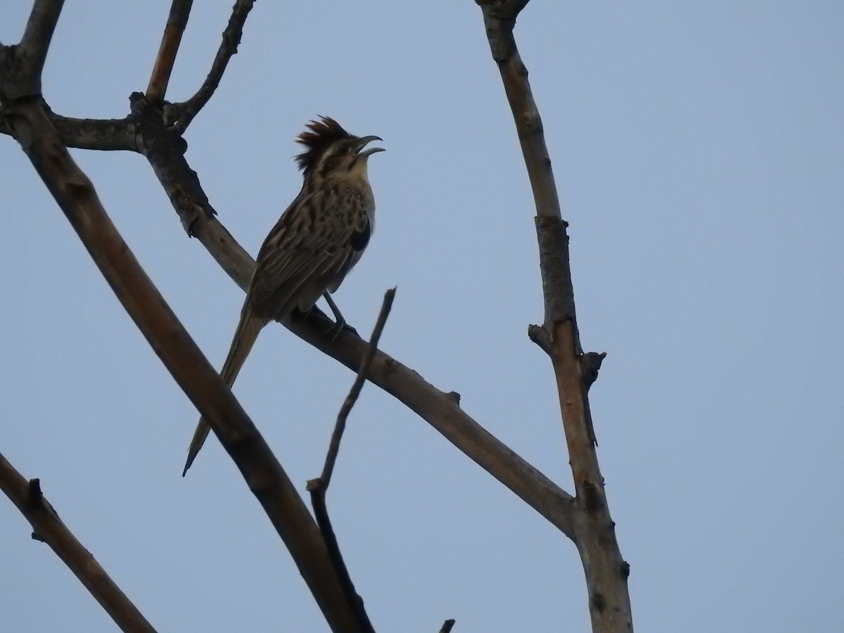 Striped Cuckoo - ML380428411