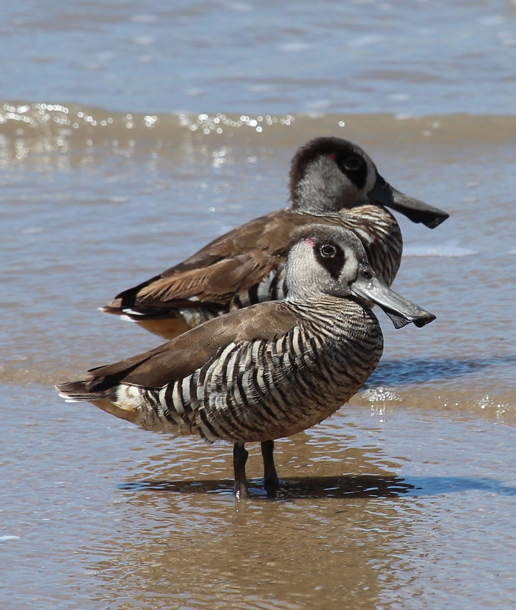 Pink-eared Duck - ML38042891