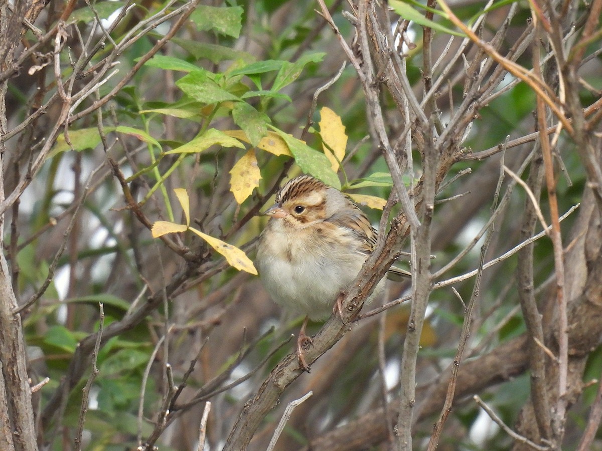 Clay-colored Sparrow - ML380429801