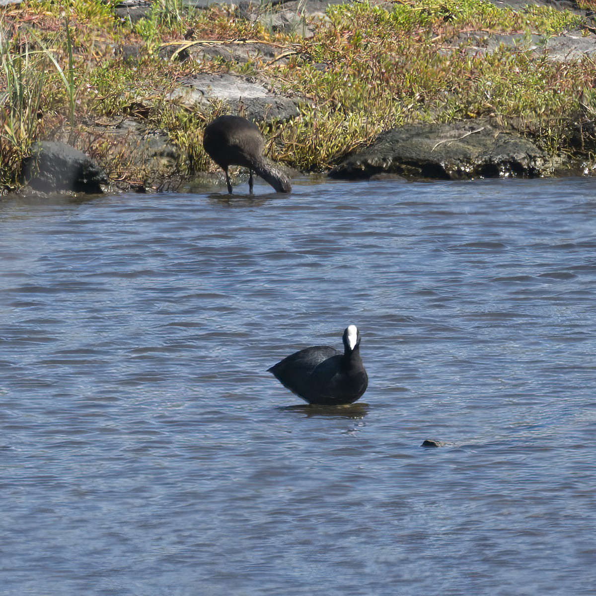 Hawaiian Coot - ML380431141