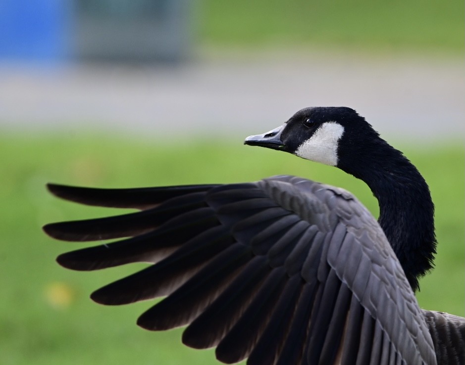 Canada Goose - ML380432281