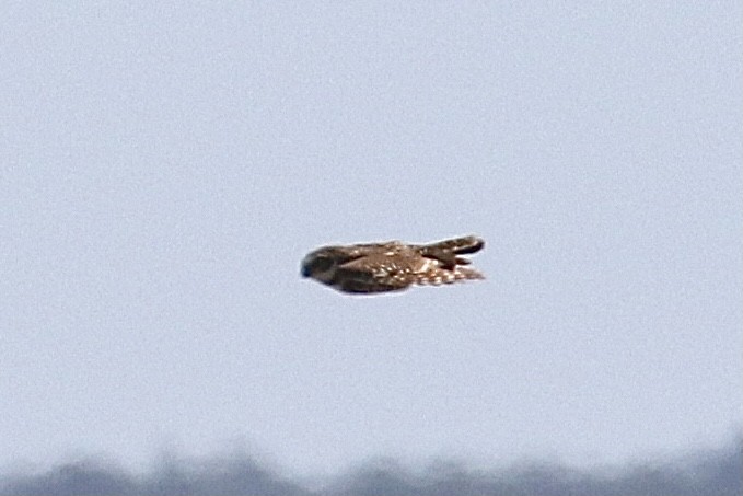 Burrowing Owl - John Faggard