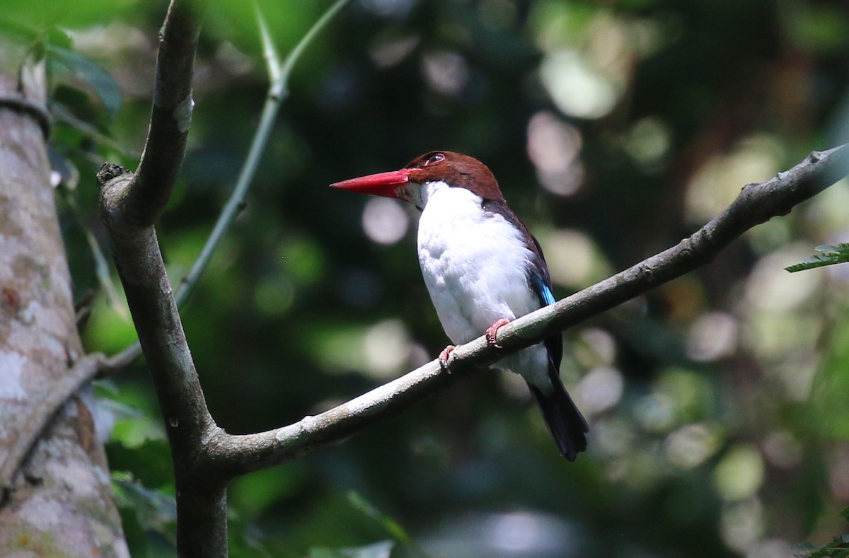 Chocolate-backed Kingfisher - ML380432611