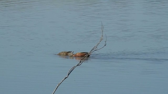 Red Shoveler - ML380433311