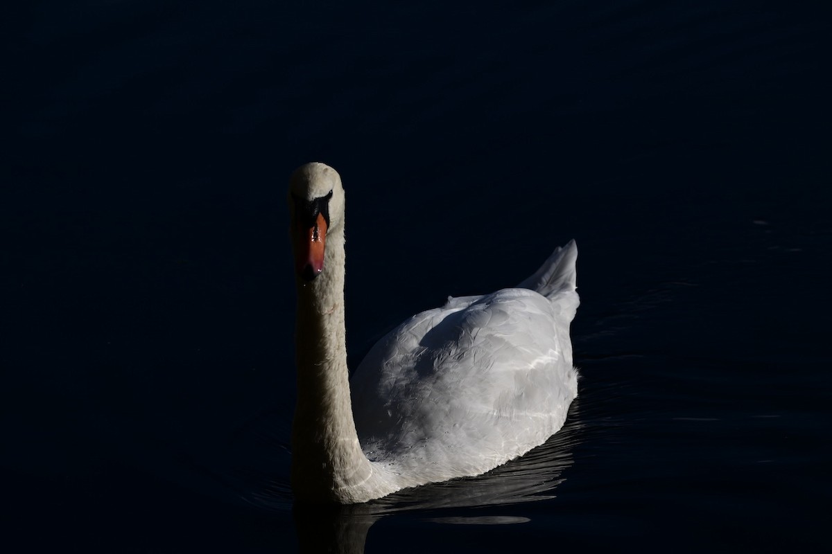 Mute Swan - ML380433381