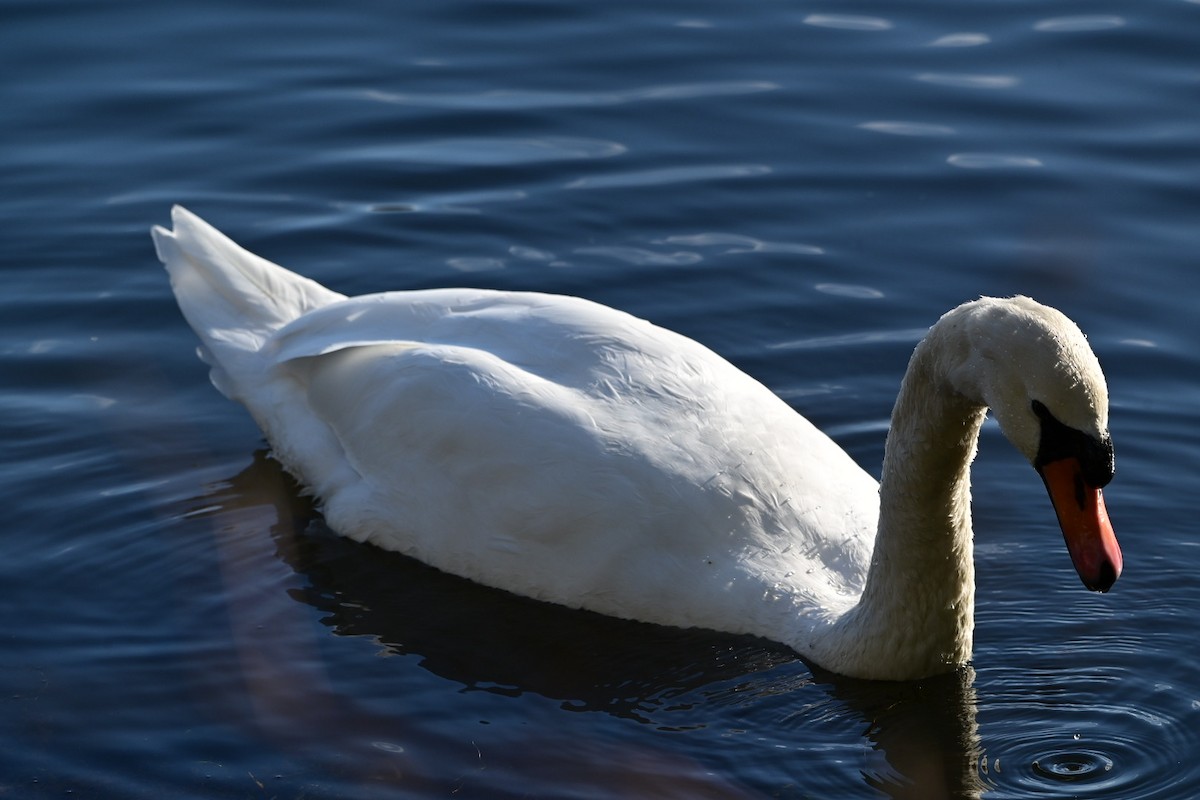 Mute Swan - ML380433391