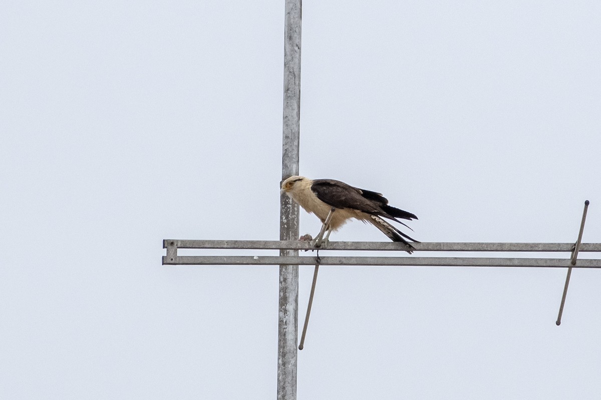 Yellow-headed Caracara - ML380433481