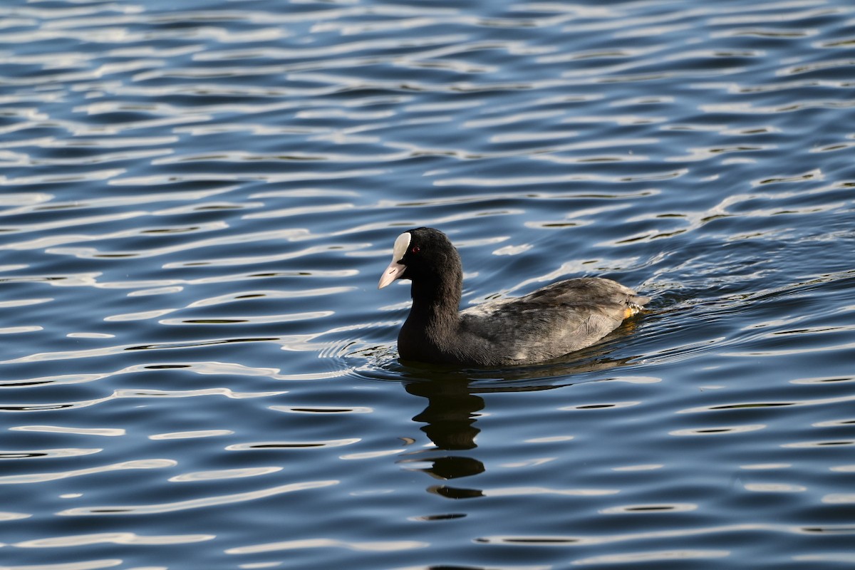 Eurasian Coot - ML380434121