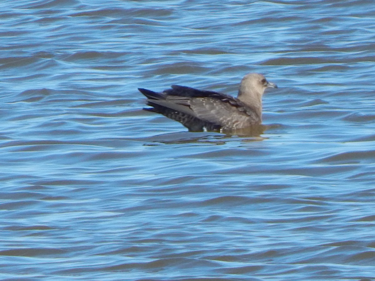 Pomarine Jaeger - ML380434181