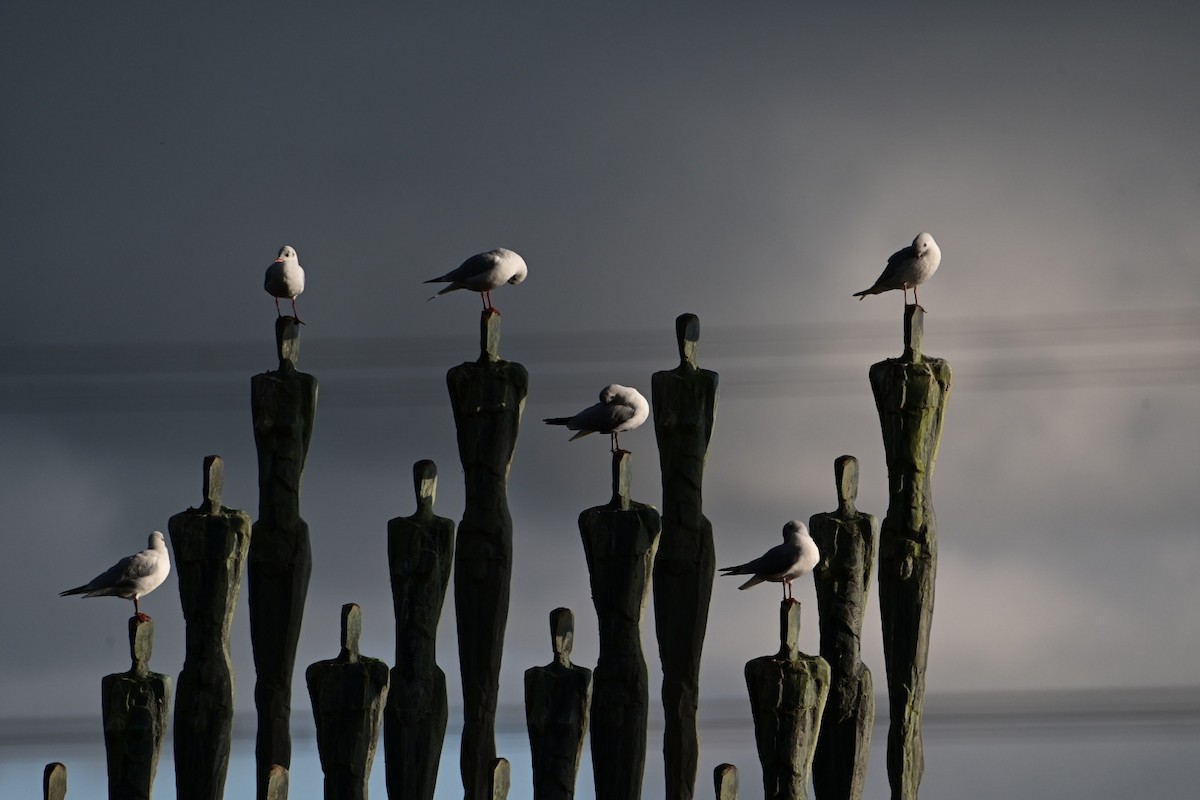 Black-headed Gull - ML380434261