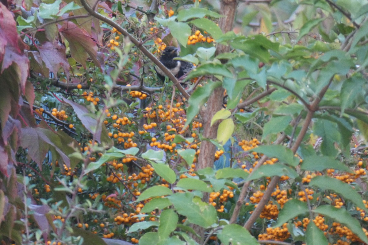 Ring Ouzel (Northern) - ML380435121