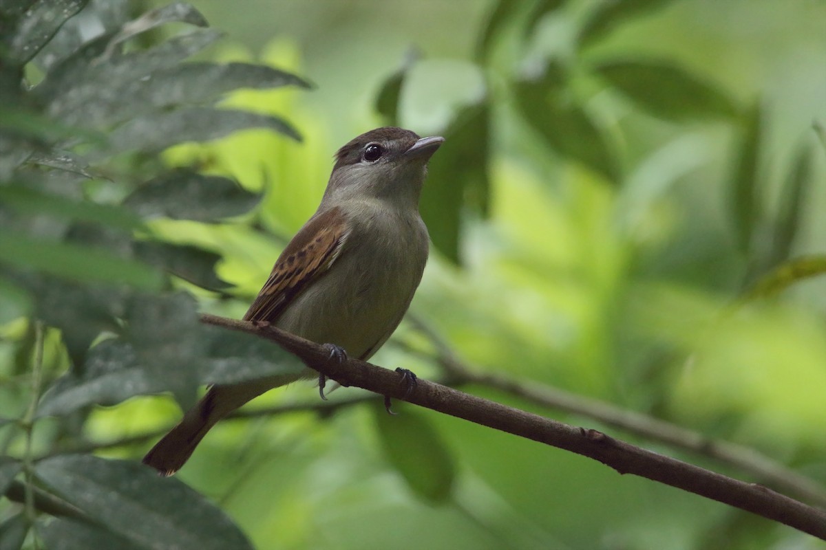 White-winged Becard - ML380439131