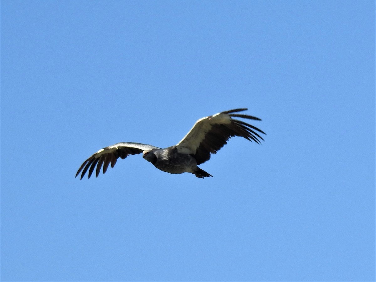 Southern Screamer - ML380442571