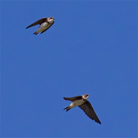 Bank Swallow - ML380444161