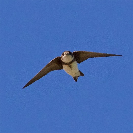 Bank Swallow - ML380444171