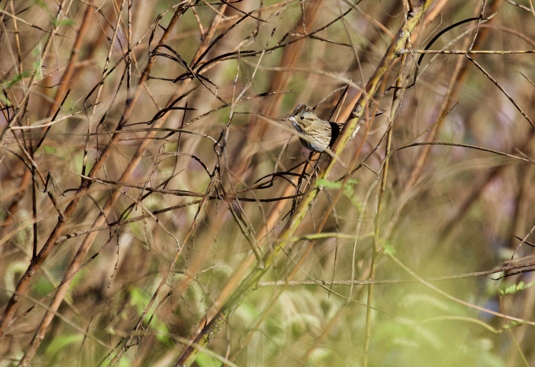 Chingolo de Lincoln - ML380444211
