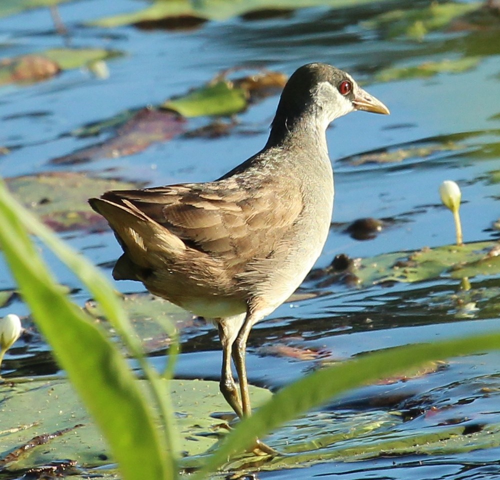 White-browed Crake - Imogen Warren