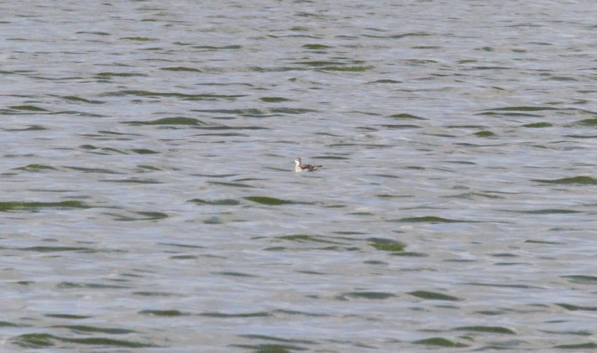 Red-necked Phalarope - ML380444411