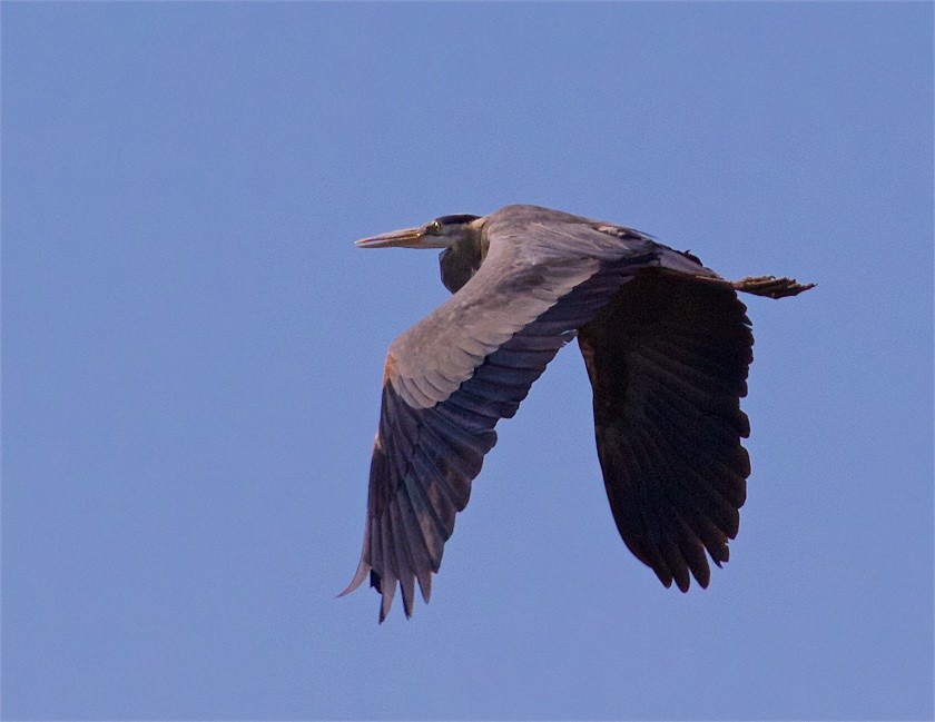 Great Blue Heron - ML380444611