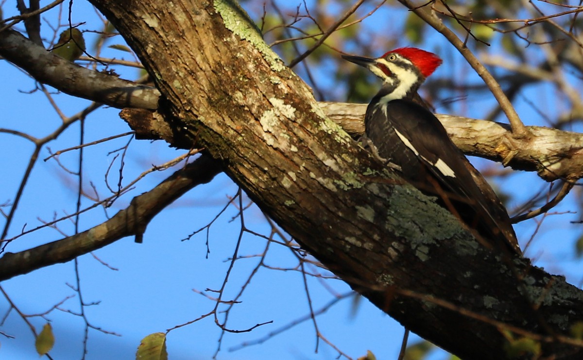 Pileated Woodpecker - ML380444641