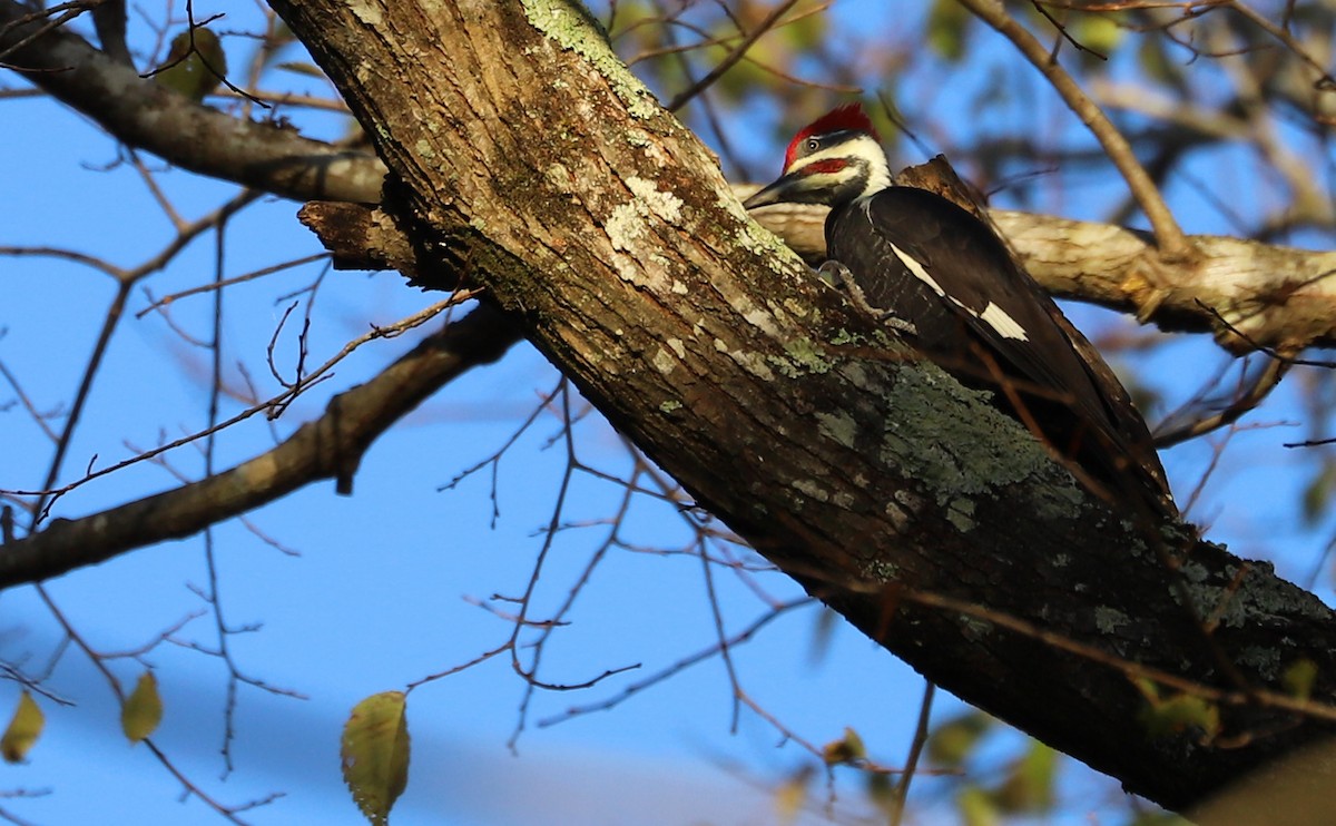 Pileated Woodpecker - ML380444651