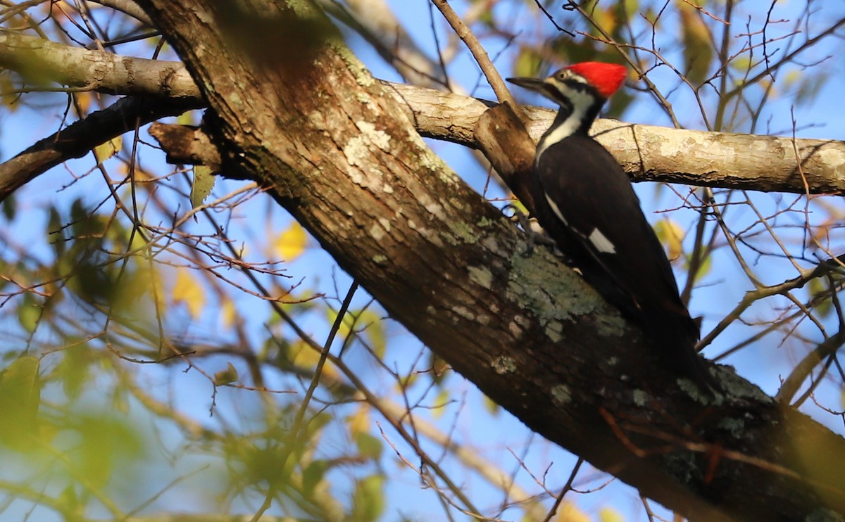 Pileated Woodpecker - ML380444661