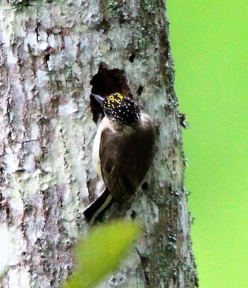 Grayish Piculet - ML380446261