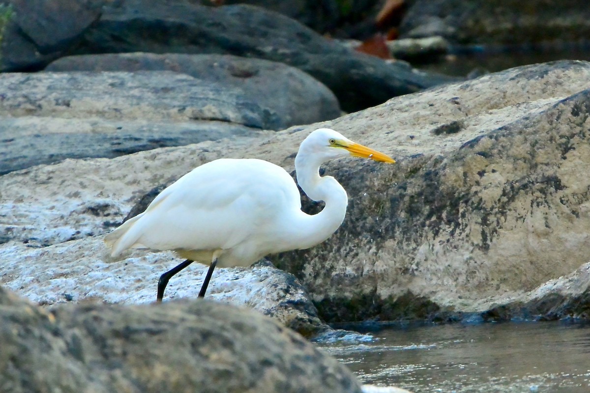 Great Egret - ML380447031