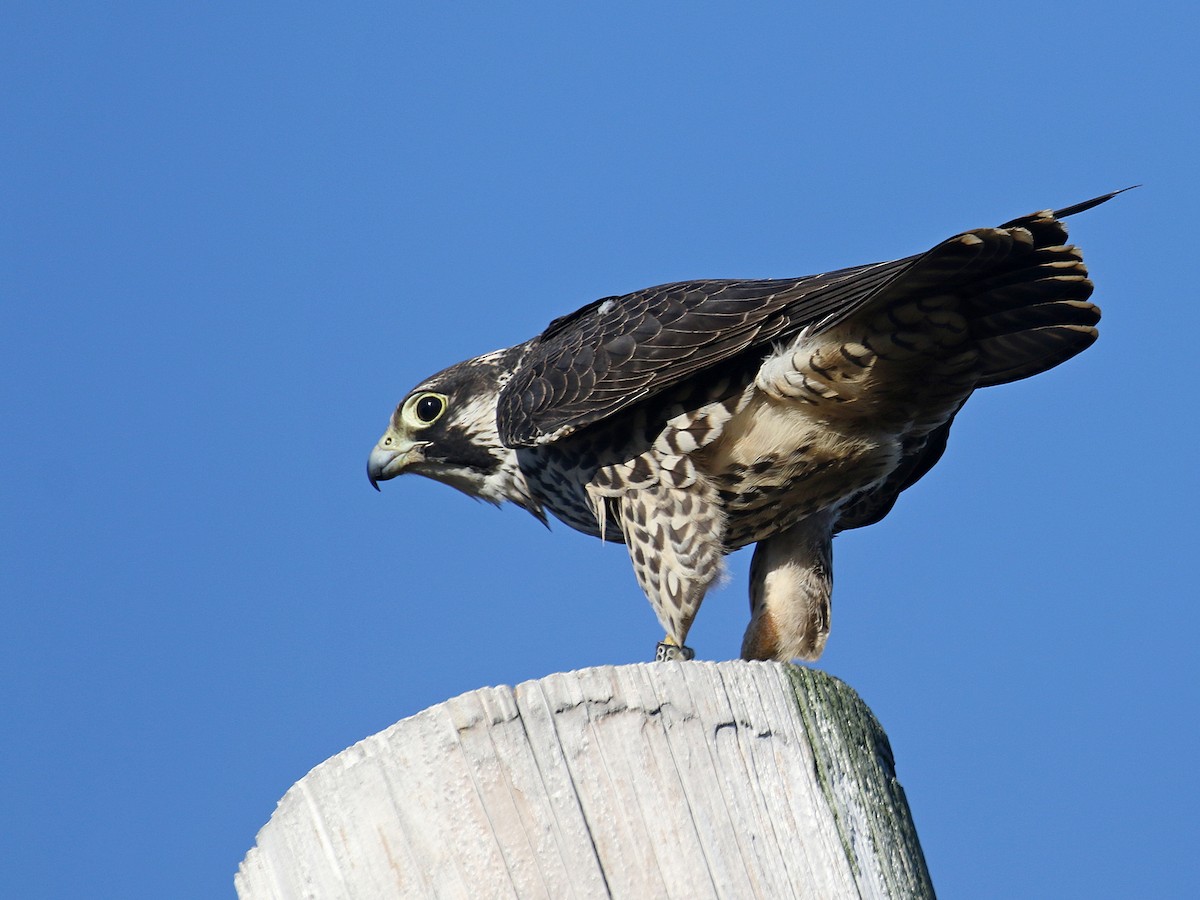 Peregrine Falcon - Stephen Mirick